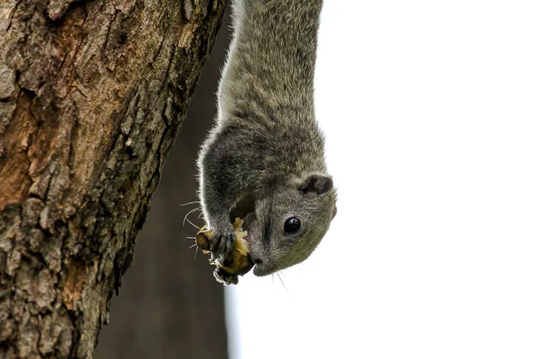 Squirrel Eating Fruit Tree — Stock Photo, Image