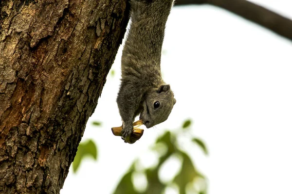 Esquilo Comendo Frutas Árvore — Fotografia de Stock