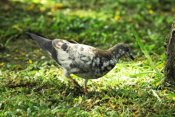 芝生の上を歩く鳩 — ストック写真