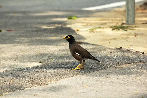 Mynas Steht Auf Dem Boden — Stockfoto