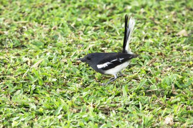 Lawn doğada Copsychus saularis.