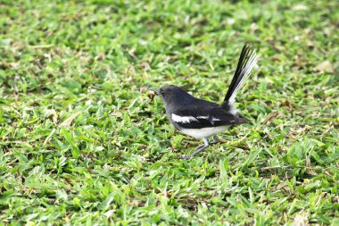 Lawn doğada Copsychus saularis.