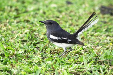 Lawn doğada Copsychus saularis.