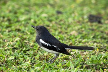Lawn doğada Copsychus saularis.