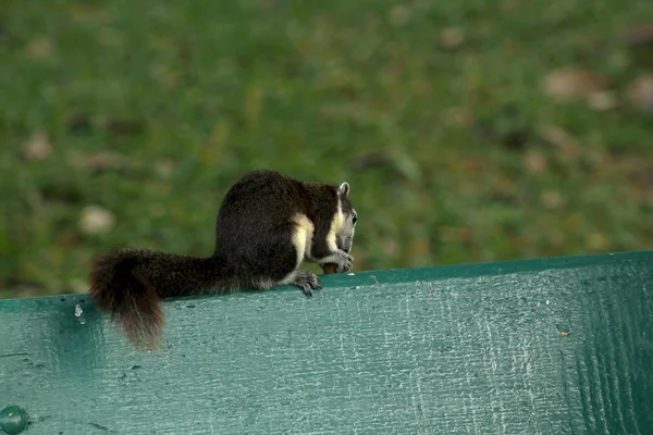 Écureuil Sur Banc Parc — Photo