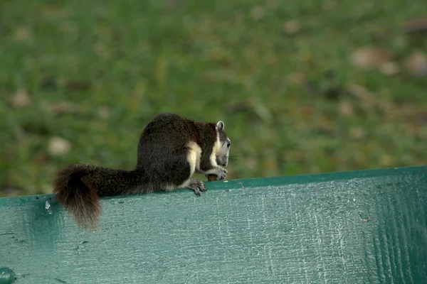 Squirrel Park Bench — Stock Photo, Image