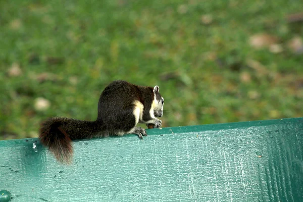 公园长椅上的松鼠 — 图库照片