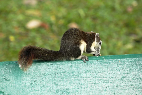 Squirrel Park Bench — Stock Photo, Image