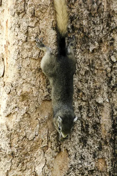 Esquilo Está Tronco Uma Árvore — Fotografia de Stock