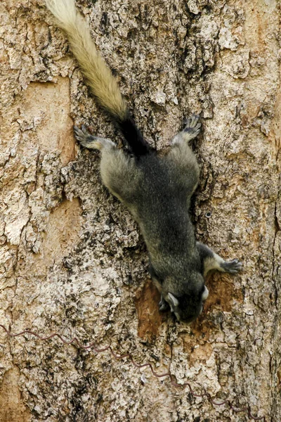 Esquilo Está Tronco Uma Árvore — Fotografia de Stock