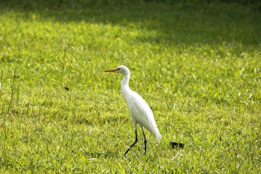 Çim içinde yürüyüş ak balıkçıl.