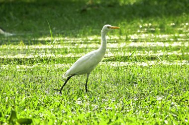 Çim içinde yürüyüş ak balıkçıl.