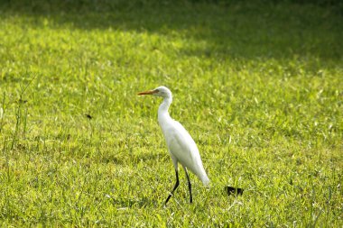 Çim içinde yürüyüş ak balıkçıl.