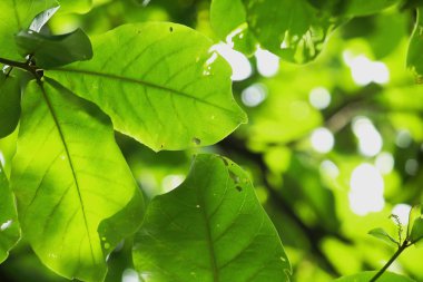 Güneş ışığı yeşil yaprakları parlar.