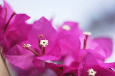 Doğada Begonvil Pembe çiçek açan.