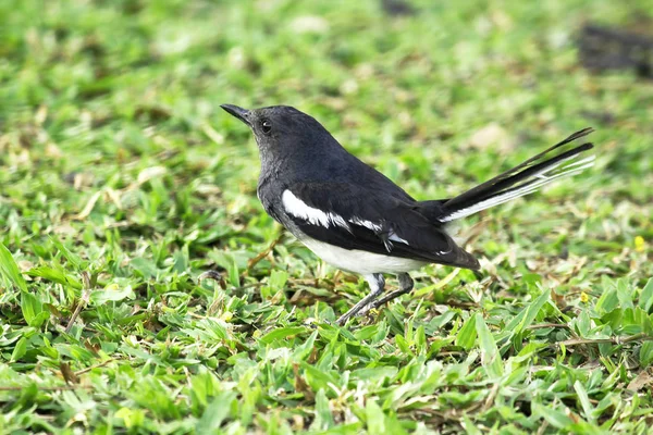 Copsychus Saularis Gramado — Fotografia de Stock