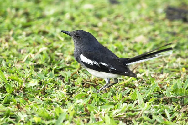 Copsychus Saularis Het Gazon — Stockfoto