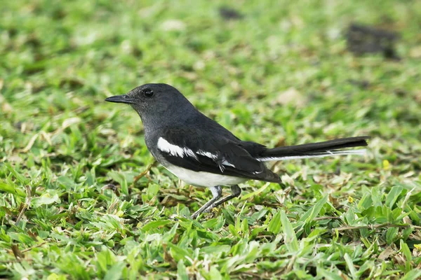 Copsychus Saularis Het Gazon — Stockfoto