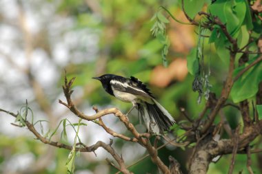 Copsychus saularis bir ağaç üzerinde doğada