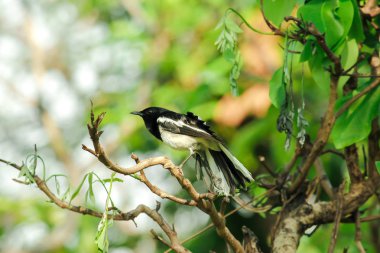 Copsychus saularis bir ağaç üzerinde doğada