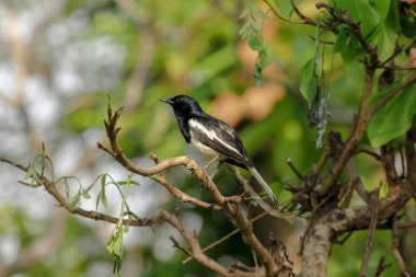 Copsychus saularis ağaç