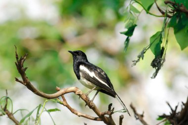 Copsychus saularis ağaç