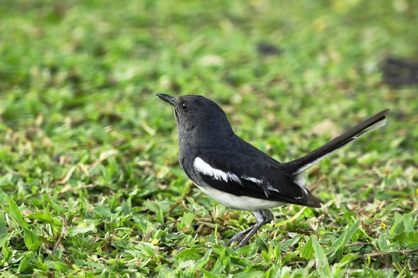 Copsychus Saularis Het Gazon — Stockfoto