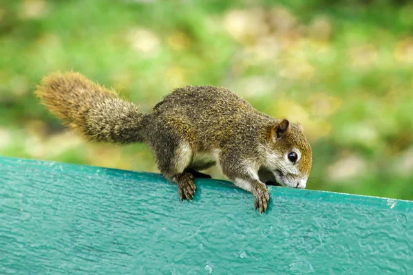 Das Eichhörnchen Liegt Auf Einem Grünen Stuhl Park — Stockfoto