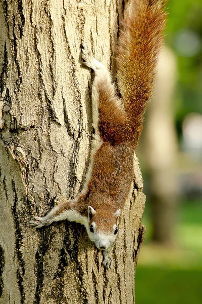 Ardilla Está Trepando Árbol — Foto de Stock