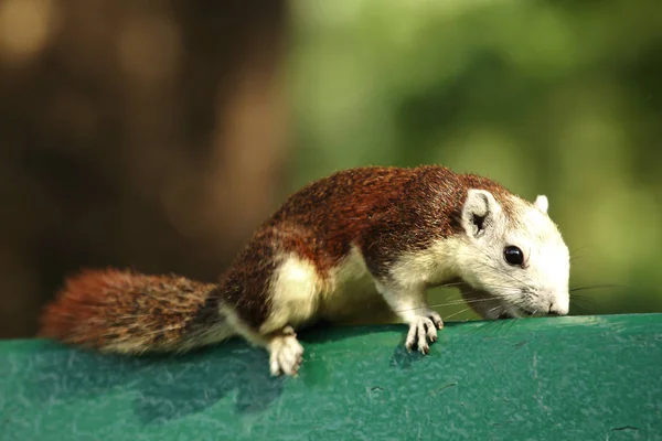 リスは公園内の緑の椅子 — ストック写真