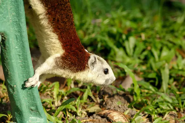 다람쥐는 공원에서 녹색의 — 스톡 사진