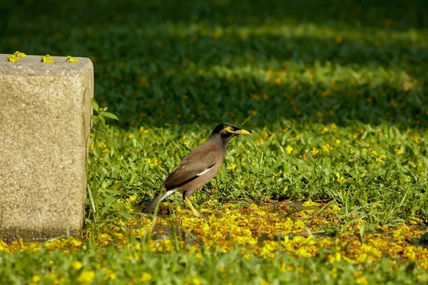 Mynas Natureza Estão Gramado — Fotografia de Stock