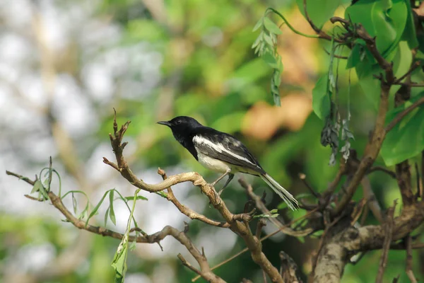 Copsychus Saularis 在树上的自然 — 图库照片