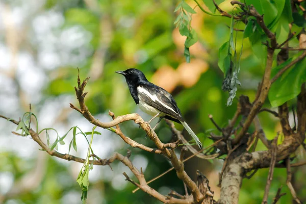 나무에 Copsychus Saularis — 스톡 사진