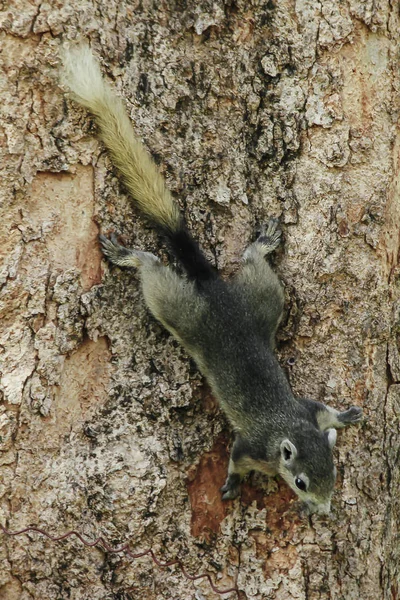 Eekhoorns Zijn Bomen Klimmen — Stockfoto