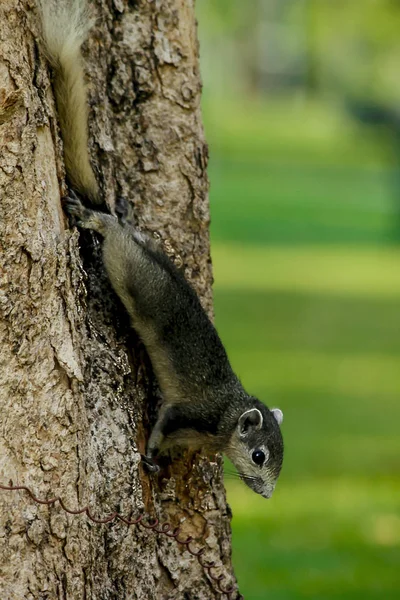 Σκίουροι Αναρρίχηση Δέντρα — Φωτογραφία Αρχείου