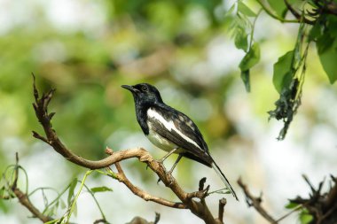 Copsychus saularis bir dal doğa üzerinde duruyor.