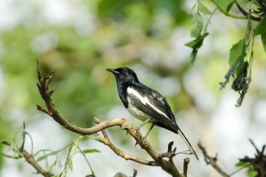 Copsychus saularis bir dal doğa üzerinde duruyor.