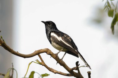 Copsychus saularis ayakta dal