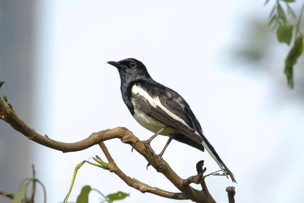 Copsychus Saularis Staat Een Tak Natuur — Stockfoto