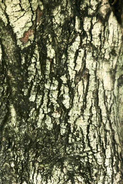 Écorce Arbre Dans Nature — Photo