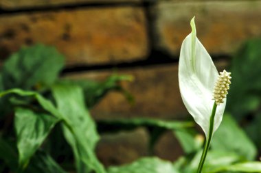 doğada beyaz antoryum çiçek