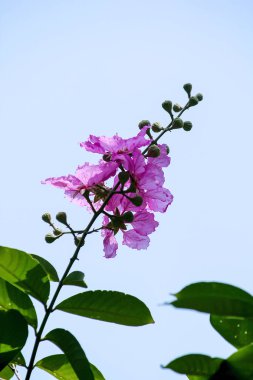 Bungor doğada çiçek açan.