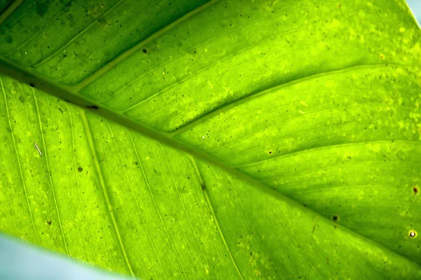 Солнечный Свет Светит Сквозь Зеленые Листья — стоковое фото
