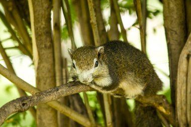 Doğada bir ağaç üzerinde Sincap.