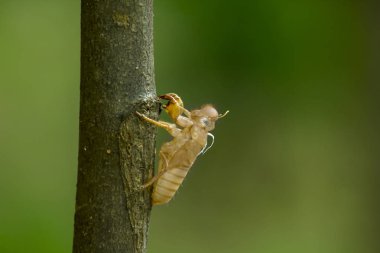 Bir daldaki cicada kabuğu.