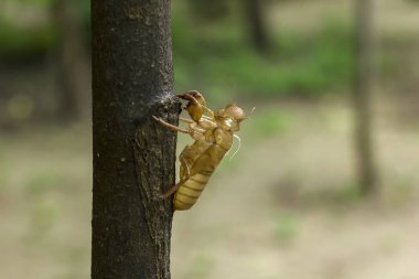 Bir daldaki cicada kabuğu.