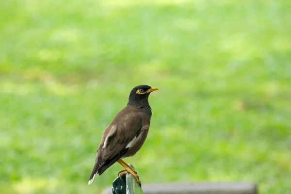 Mynas Está Una Silla Parque — Foto de Stock