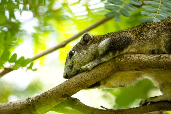 Doğada bir ağaç üzerinde Sincap.