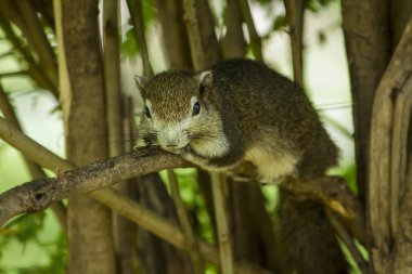 Sincap bir dal üzerinde yatıyor..